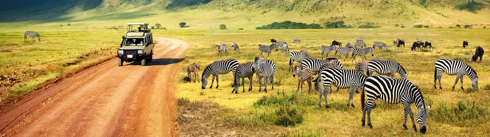 A panoramic view of a Zebra herd on the Serengeti during a Tanzania safari vacation